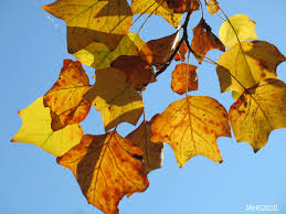Attēlu rezultāti vaicājumam “Liriodendron tulipifera leaf”