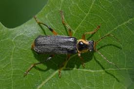 Attēlu rezultāti vaicājumam “Cantharis nigricans”