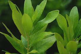 Attēlu rezultāti vaicājumam “Oenothera rubricauli leaf”
