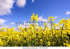 Attēlu rezultāti vaicājumam “Brassica napus flower”