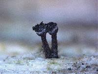 Attēlu rezultāti vaicājumam “Calicium adspersum”