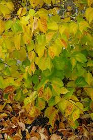 Attēlu rezultāti vaicājumam “Celastrus flagellaris”