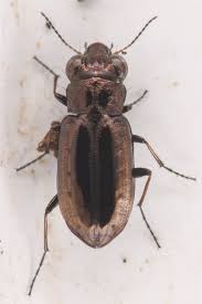 Attēlu rezultāti vaicājumam “Notiophilus germinyi”