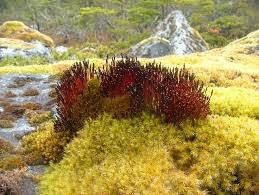 Attēlu rezultāti vaicājumam “Splachnum ampullaceum”