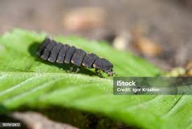 Attēlu rezultāti vaicājumam “Lygistopterus sanguineus larva”