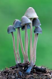 Attēlu rezultāti vaicājumam “Mycena amicta”