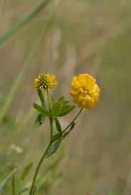 Attēlu rezultāti vaicājumam “Trifolium aureum fruit”