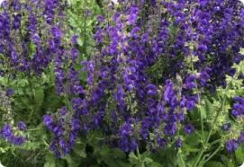 Image result for Salvia pratensis