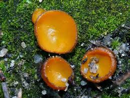 Attēlu rezultāti vaicājumam “Sowerbyella radiculata”