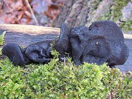 Attēlu rezultāti vaicājumam “Exidia truncata”