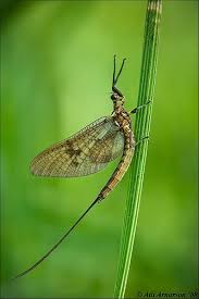 Attēlu rezultāti vaicājumam “Ephemera vulgata”