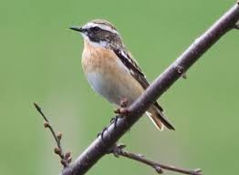Attēlu rezultāti vaicājumam “Saxicola rubetra adult”