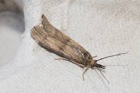 Attēlu rezultāti vaicājumam “Hypochalcia ahenella”