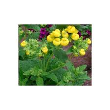 Image result for Calceolaria integrifolia