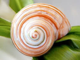 external image images?q=tbn:ANd9GcTiDg5iehAfSEX-qMTJZ-i-d9RIE-1NaGqwXj-63EzsChNU9QMq