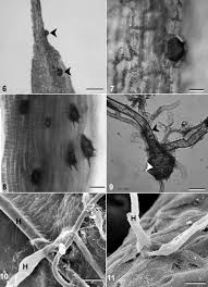 Attēlu rezultāti vaicājumam “Sanionia uncinata  sporophyte”
