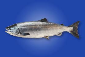 Image result for Oncorhynchus keta