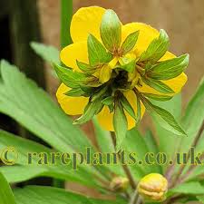Attēlu rezultāti vaicājumam “Anemone ranunculoides leaf”