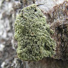 Attēlu rezultāti vaicājumam “Lecanora conizaeoides”