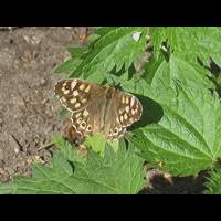 Attēlu rezultāti vaicājumam “Pararge aegeria upperside”