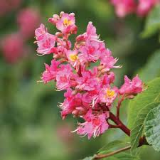 Attēlu rezultāti vaicājumam “Aesculus x neglecta flower”