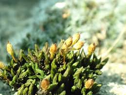 Attēlu rezultāti vaicājumam “Orthotrichum anomalum sporophyte”