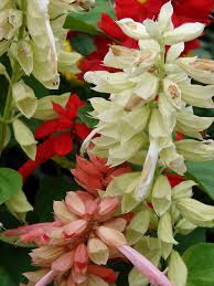Image result for Salvia splendens
