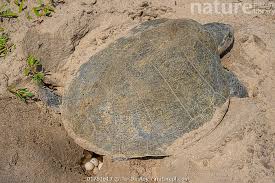Image result for Lepidochelys kempii