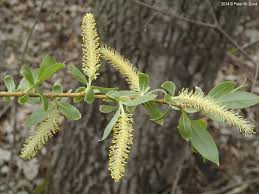 Attēlu rezultāti vaicājumam “Salix x fragilis”