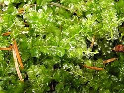 Attēlu rezultāti vaicājumam “Bryales”