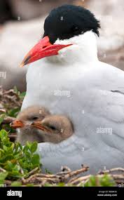 Attēlu rezultāti vaicājumam “Hydroprogne caspia”