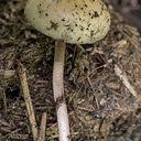 Attēlu rezultāti vaicājumam “Protostropharia alcis”