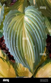 Image result for Hosta Warpaint