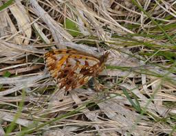 Attēlu rezultāti vaicājumam “Boloria dia”