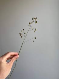 Attēlu rezultāti vaicājumam “Briza media bud”