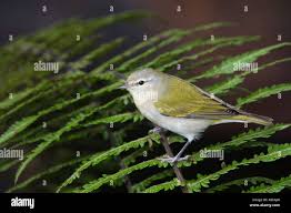 Image result for Vermivora peregrina