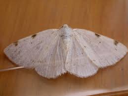 Attēlu rezultāti vaicājumam “Lomographa bimaculata”