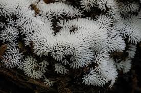 Attēlu rezultāti vaicājumam “Ceratiomyxa fruticulosa”