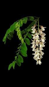 Attēlu rezultāti vaicājumam “Robinia pseudoacacia flower”