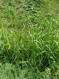 Attēlu rezultāti vaicājumam “Glyceria maxima”