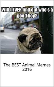 Image result for funniest picture ever