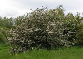 Attēlu rezultāti vaicājumam “Crataegus monogyna subsp. nordica”