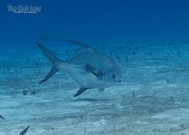 Image result for Trachinotus falcatus