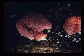 Attēlu rezultāti vaicājumam “Tubifera ferruginosa (subsp. ferruginosa) macro”