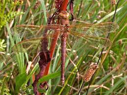 Attēlu rezultāti vaicājumam “Aeshna grandis”