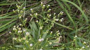 Attēlu rezultāti vaicājumam “Erigeron canadensis”