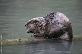 Image result for Castor fiber