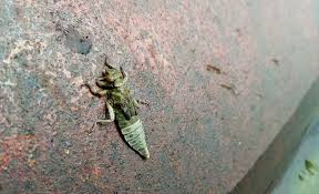 Attēlu rezultāti vaicājumam “Gomphus flavipes”