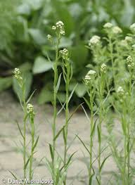 Attēlu rezultāti vaicājumam “Achillea ptarmica leaf”