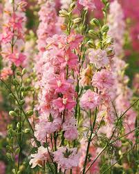 Image result for Delphinium consolida